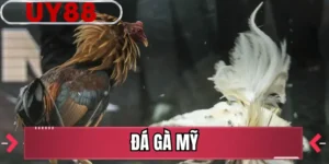 Đá Gà Mỹ